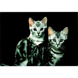 Postcard Cat American Short Hair Cats Adriano Bacchella Matt Finish  6 x 4"